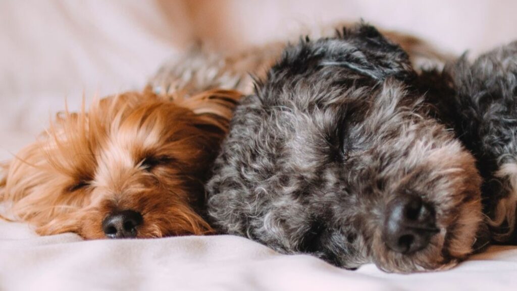 A tan dog and a black dog dozing on a hotel bed at Kimpton Claret Hotel