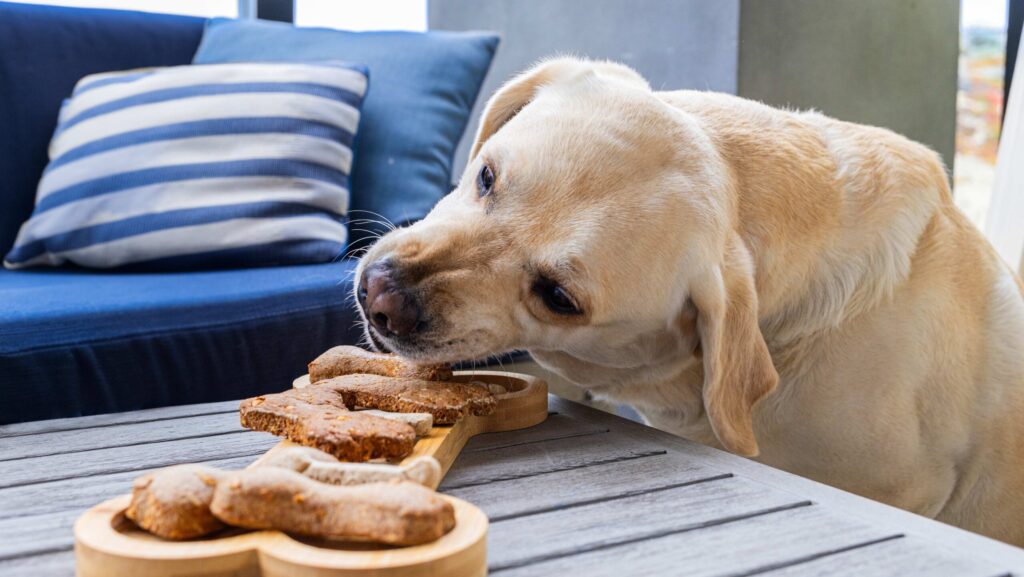 A dog eating "BARKcuterie" off a bone-shaped board at The Sanctuary Beach Resort