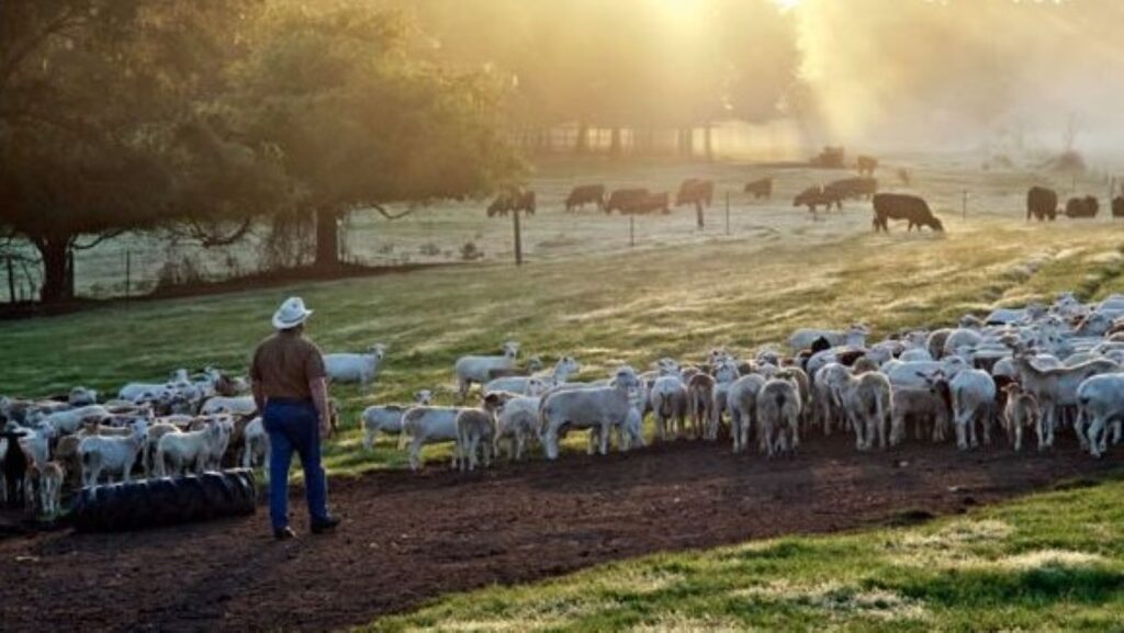 A man walking among sheep at sunrise at White Oak farm