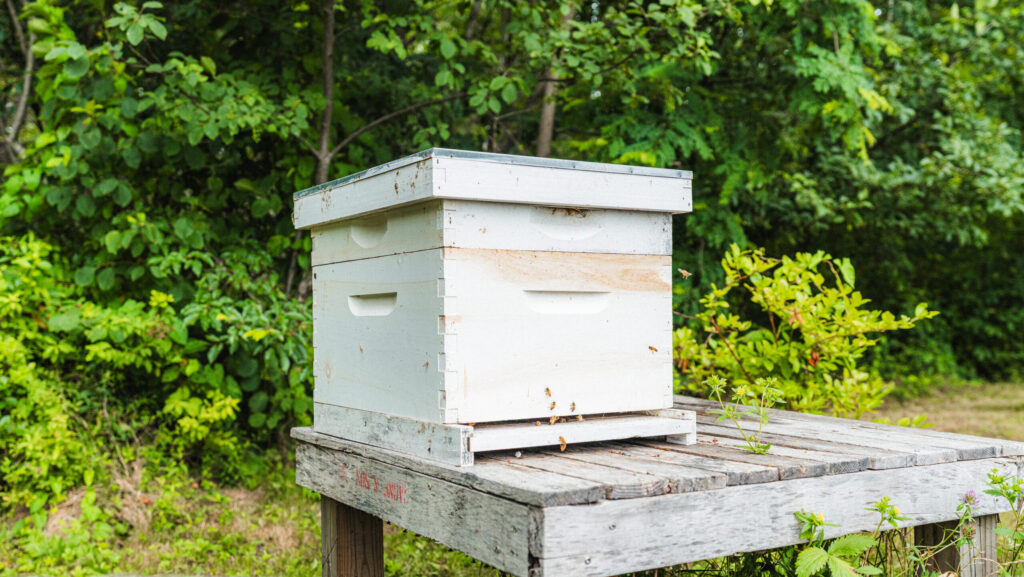 A bee hive with bees flying around at Terramor Outdoor Resort