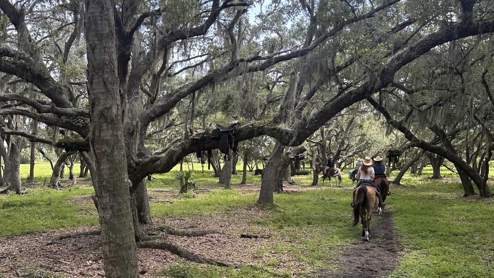 Guests riding horses on a trail through the woods near Westgate River Ranch