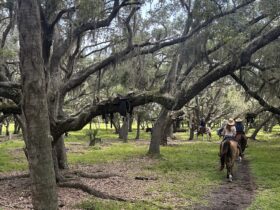 Guests riding horses on a trail through the woods near Westgate River Ranch
