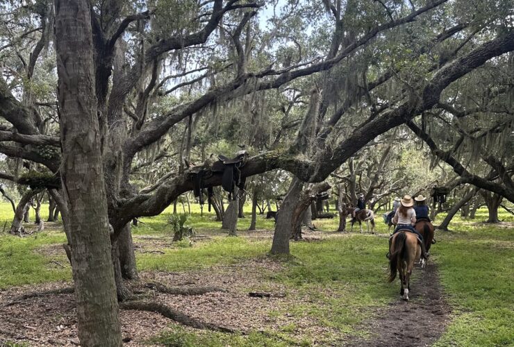 Guests riding horses on a trail through the woods near Westgate River Ranch