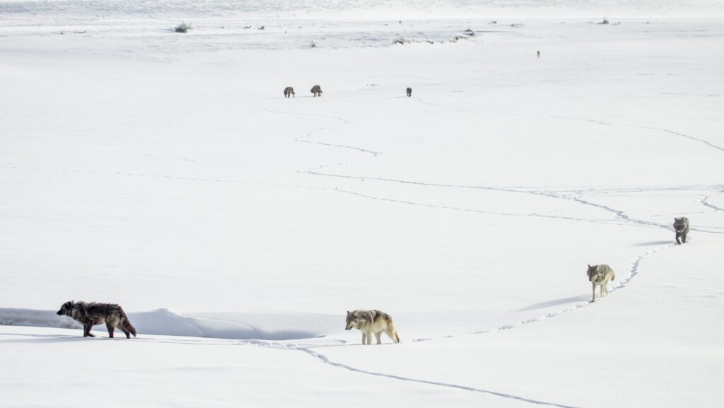 Wolves walking through the snow at Yellowstone National Park