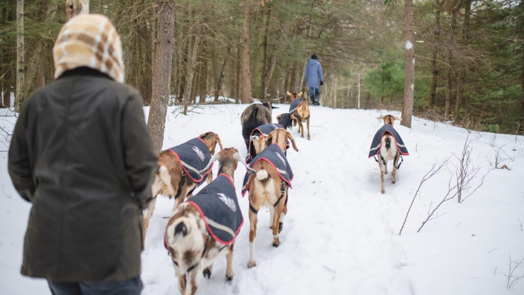Goats wearing coats walking down a snowy path at Hemlock Neversink