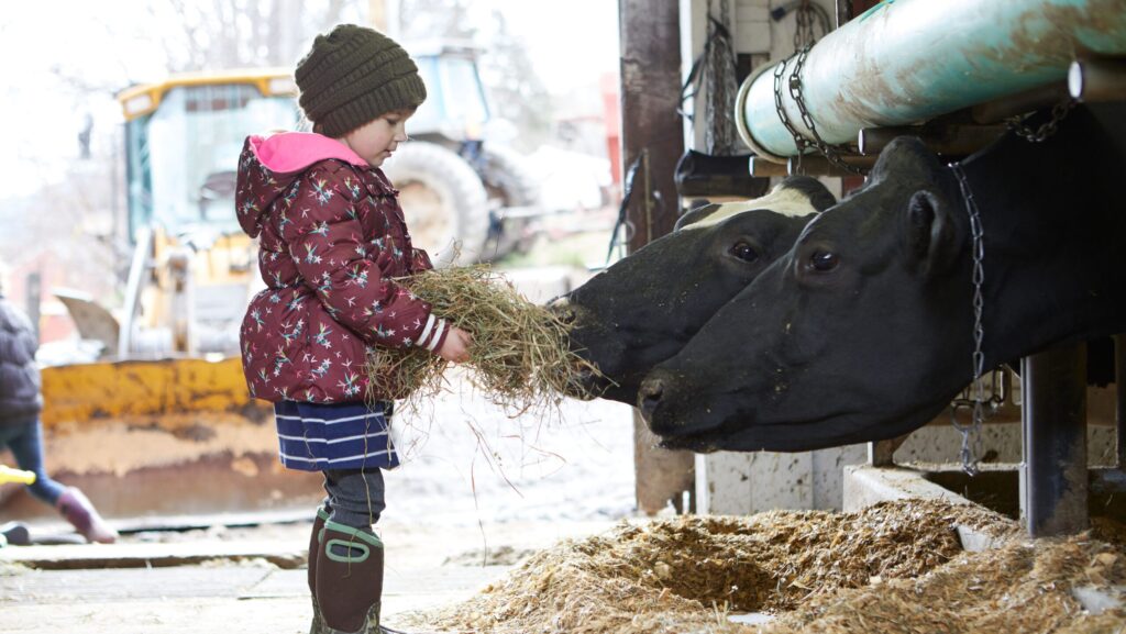 child bundled up for winter feeding cows hay at Liberty Hill Farm & Inn
