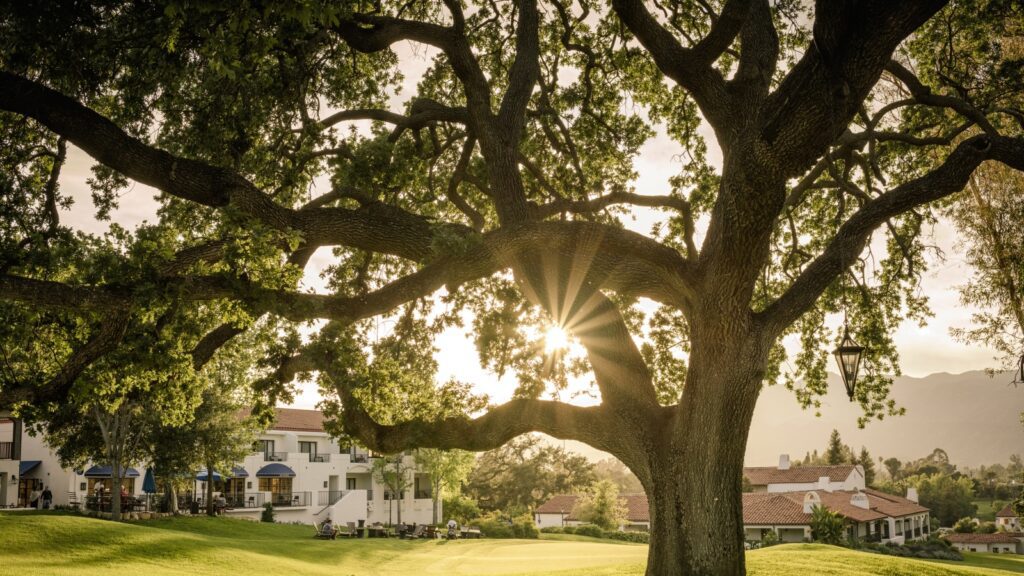 An oak tree with the sun shining through at Ojai Valley Inn