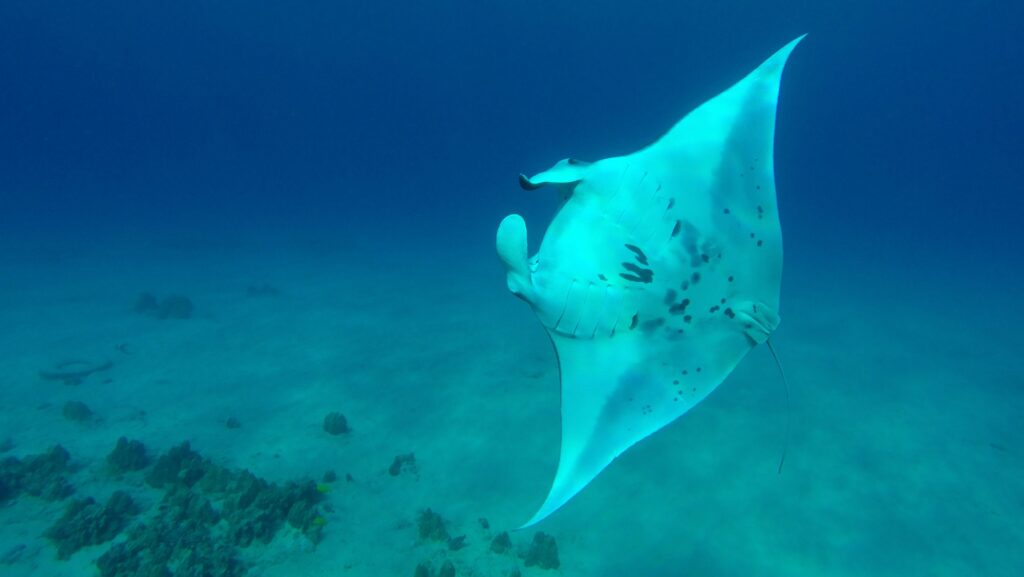 Swim with a Manta Ray on an UnCruise (Photo: Island of Hawaii Vistors Bureau)