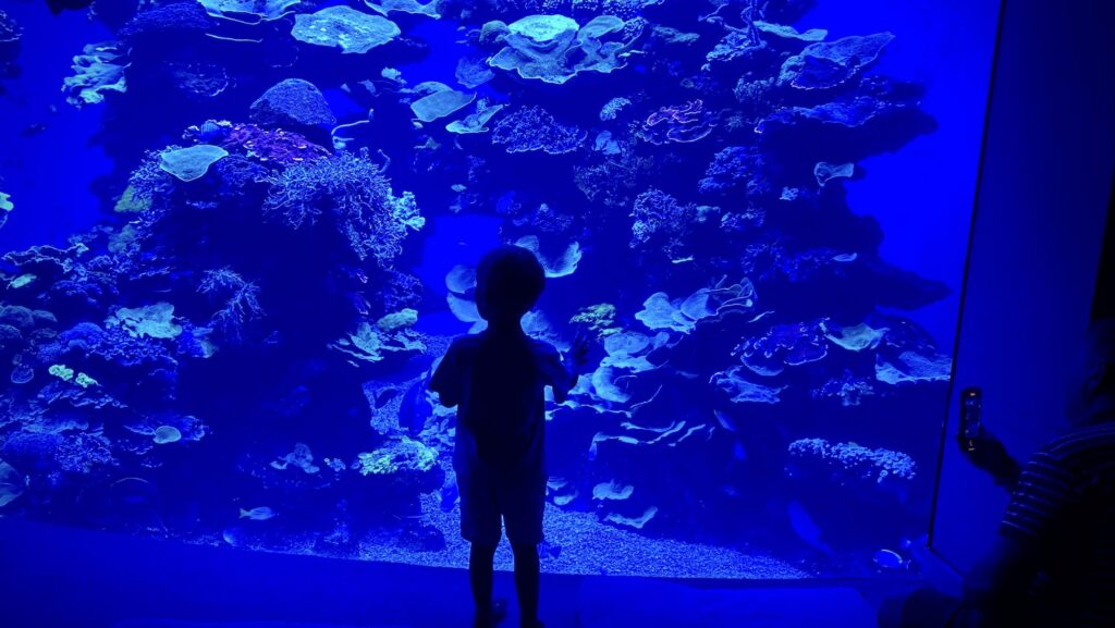 Child looking at tank at the Palma Aquarium