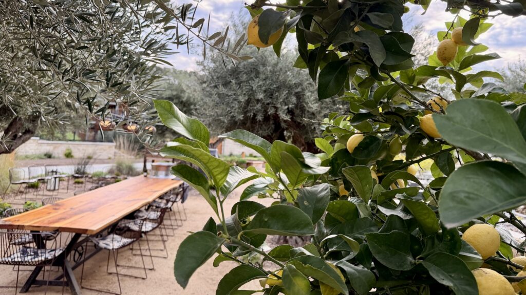 long tables surrounded by lemon trees and olive trees at Appellation Healdsburg