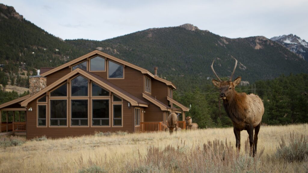 Rusa di lapangan tepat di luar kerinduan di YMCA di Rockies-Estes Park Center
