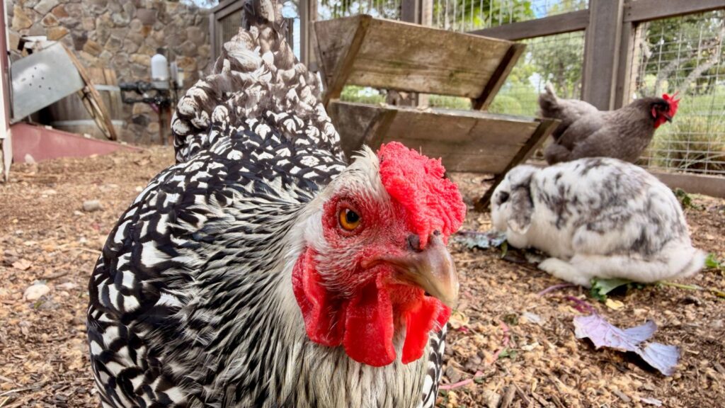 ayam dan kelinci di Chick-Inn di Carneros Resort & Spa