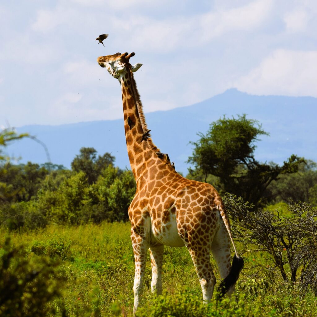 Giraffe and birds in Kenya