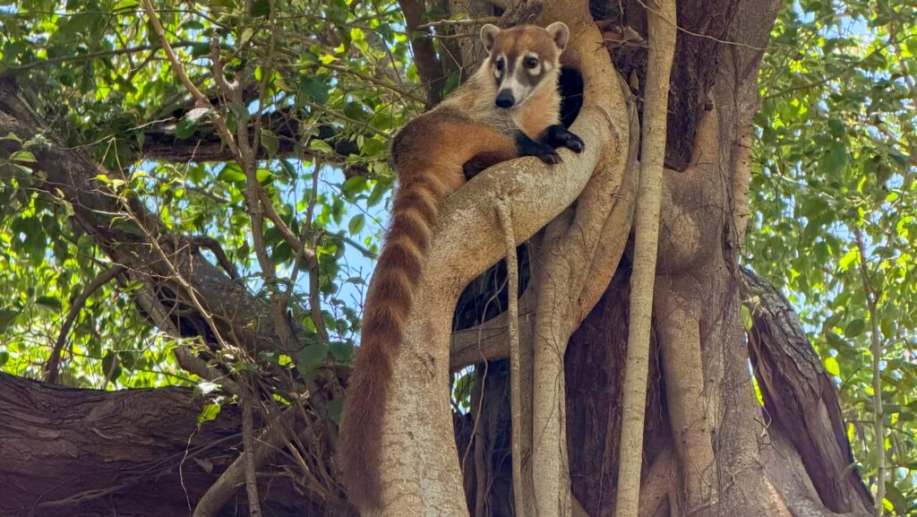 A coati in a tree at Sandos Caracol