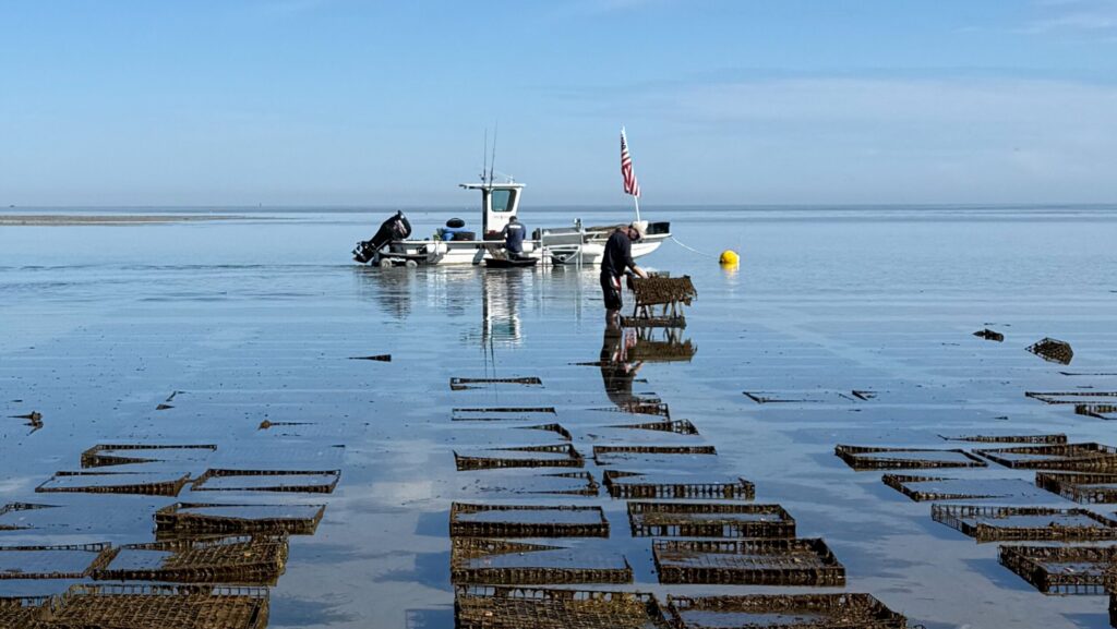 An oyster farm in Cape Cod Bay near Ocean Edge Resort & Golf Club