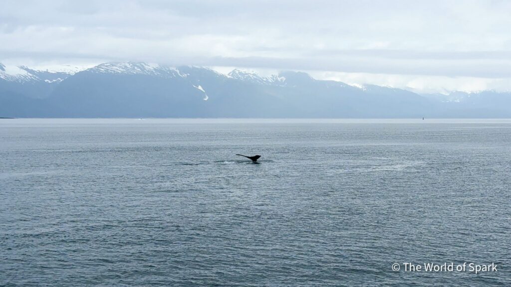 Humpback whale tail on wildlife excursion outside of Juneau, Alaska