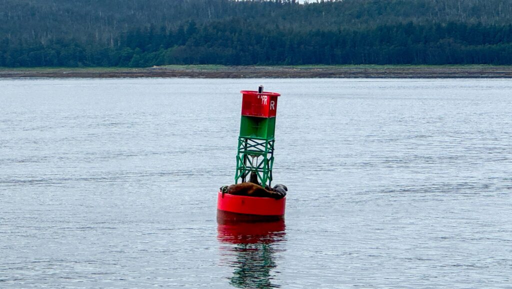 Sea lions on wildlife excursion outside Juneau, Alaska