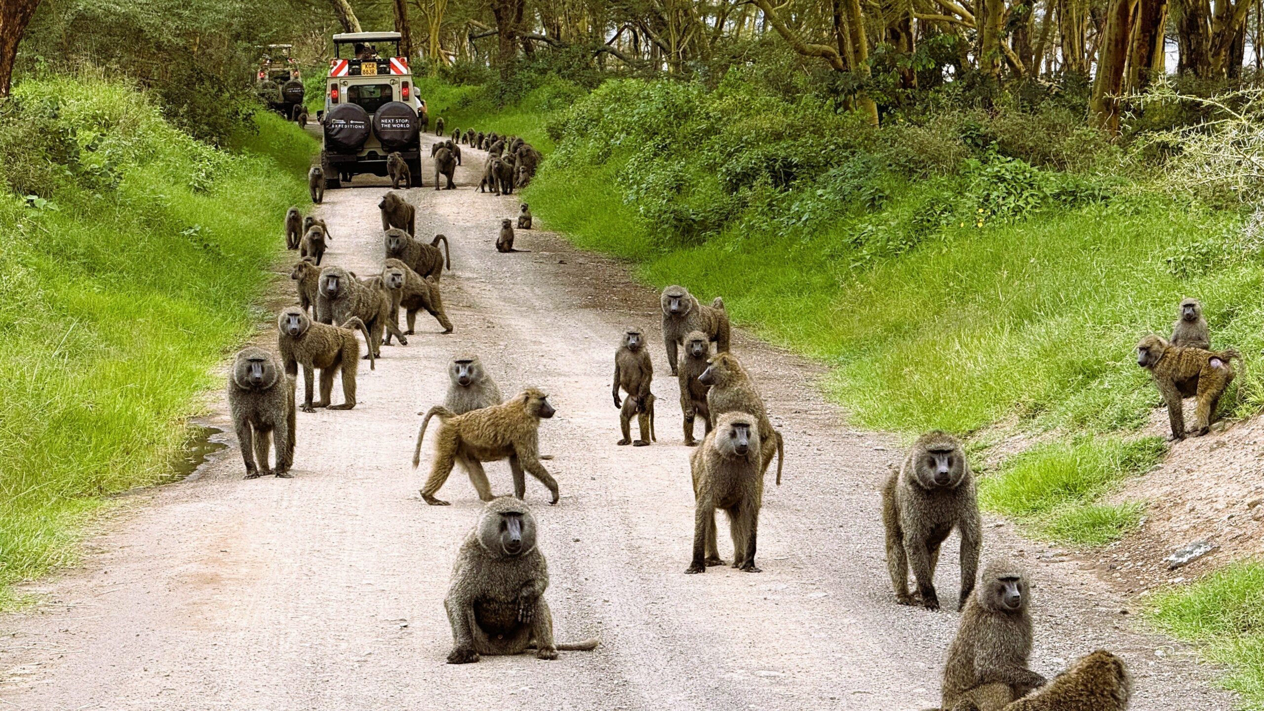 Troop of Olive Baboons on the road