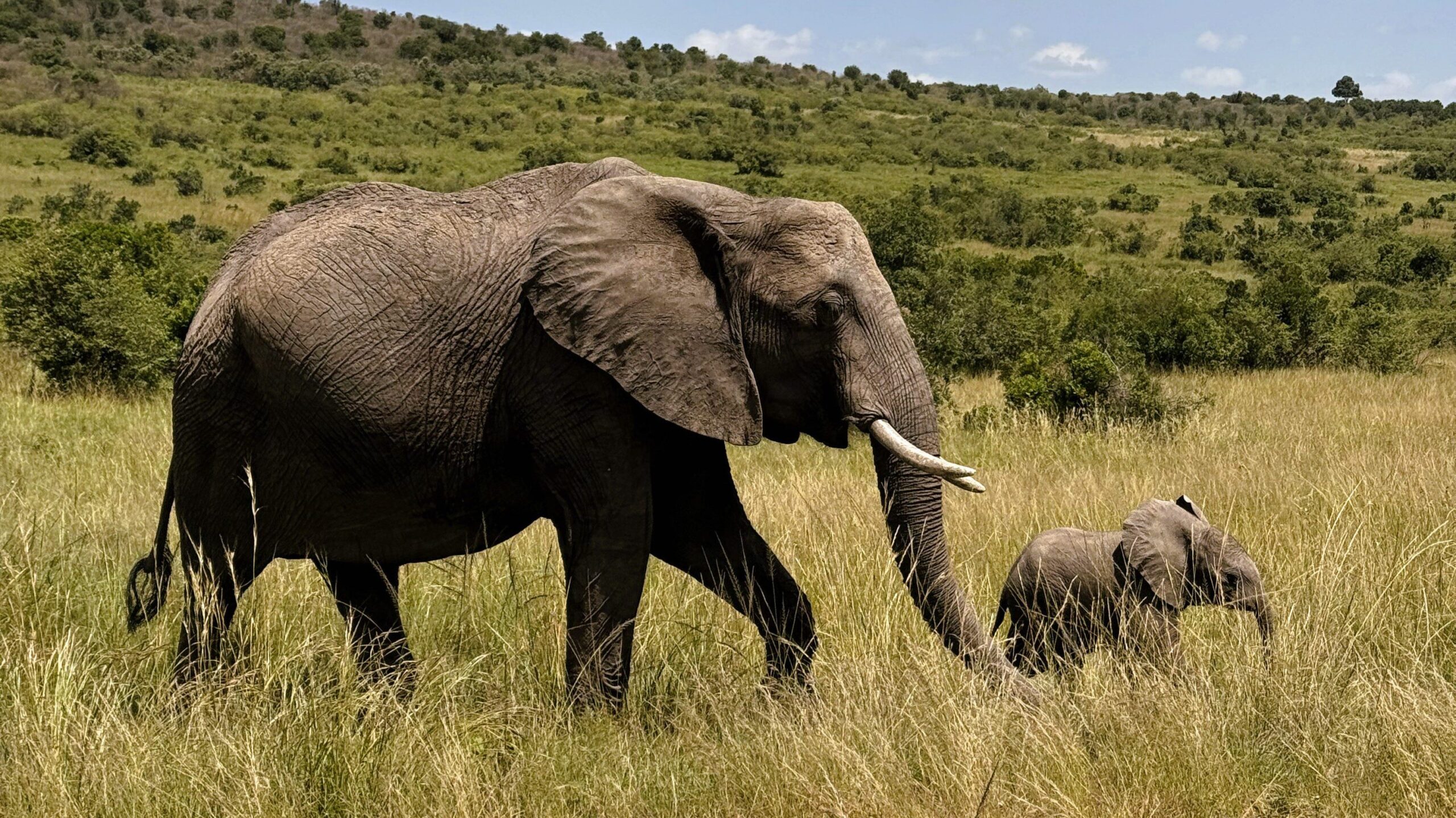 Elephants and calves in the Masai Mara, Kenya