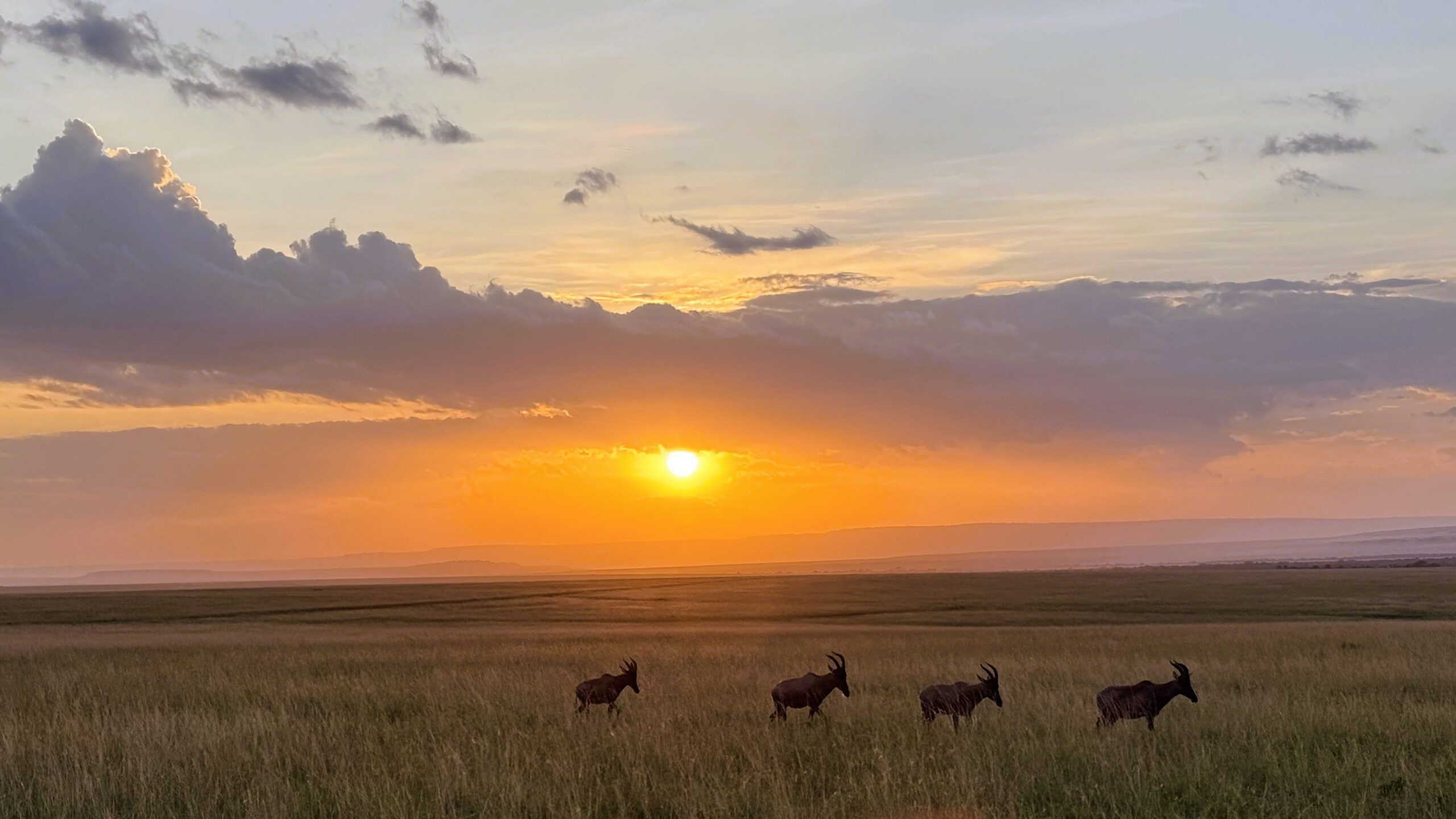 Four hats in the Masai Mara savanna at sunset