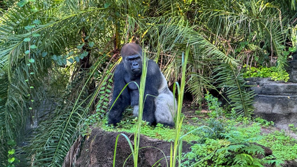 Bakari, Animal Kingdom's new silverback western lowland gorilla