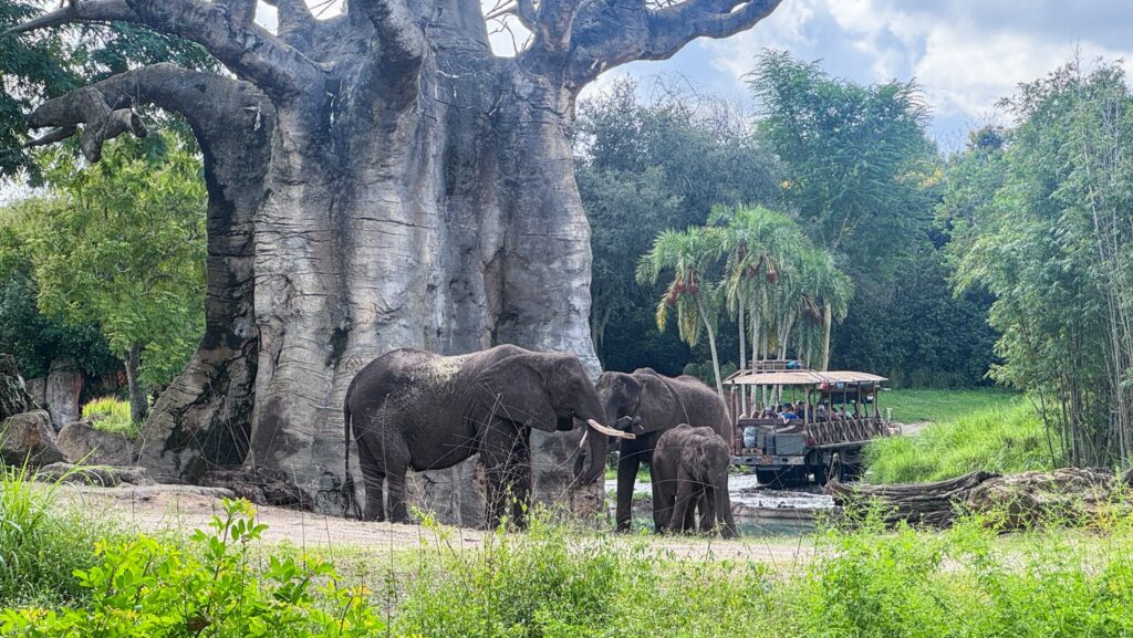 Elephants as seen on the Caring For Giants behind-the-scenes tour at Disney's Animal Kingdom