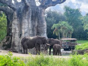 Elephants as seen on the Caring For Giants behind-the-scenes tour at Disney's Animal Kingdom