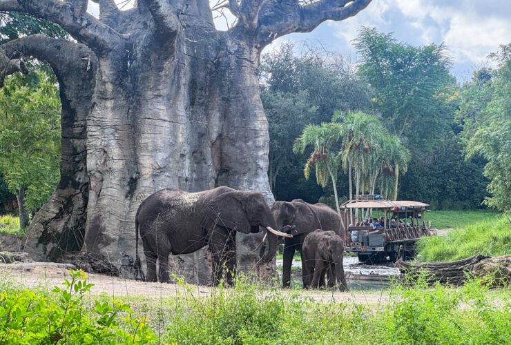 Elephants as seen on the Caring For Giants behind-the-scenes tour at Disney's Animal Kingdom