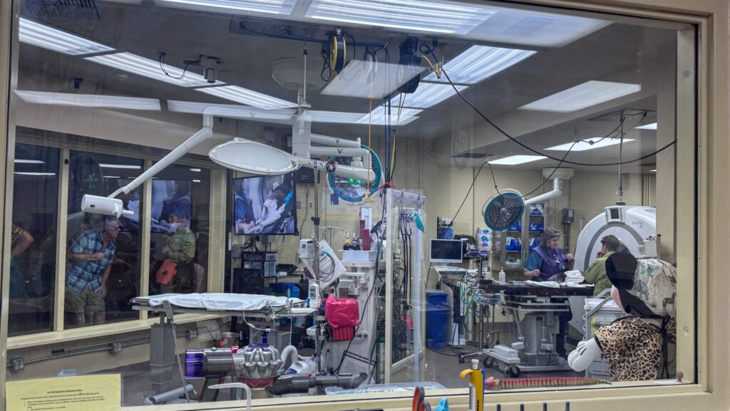 An examination taking place on an aardvark at Conservation Station in Disney's Animal Kingdom
