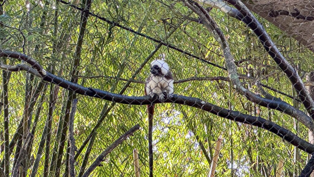 Cotton-top tamarin at Disney's Animal Kingdom