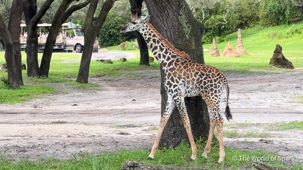 Ivy, a baby giraffe seen on the savanna on Kilimanjaro Safaris at Disney's Animal Kingdom