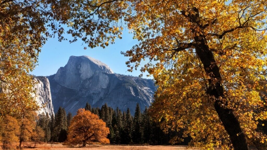 A view of Yosemite's Half Dome surrounded by fall leaves
